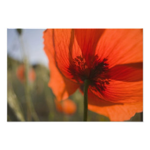 Italy, Tuscany, Summer Poppies in Tuscany Widw 2 Photo Print