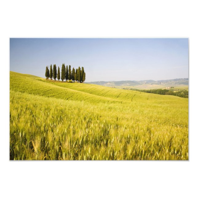 Italy, Tuscnay, Grouping of Tuscan Cypress 2 Photo Print (Front)