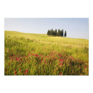 Italy, Tuscnay, Grouping of Tuscan Cypress Photo Print