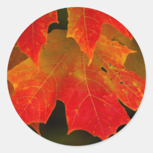 Itasca State Park, Fall Colours 2 Classic Round Sticker