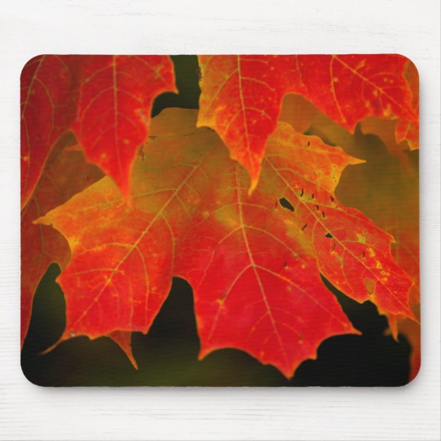 Itasca State Park, Fall Colours 2 Mouse Mat (Front)