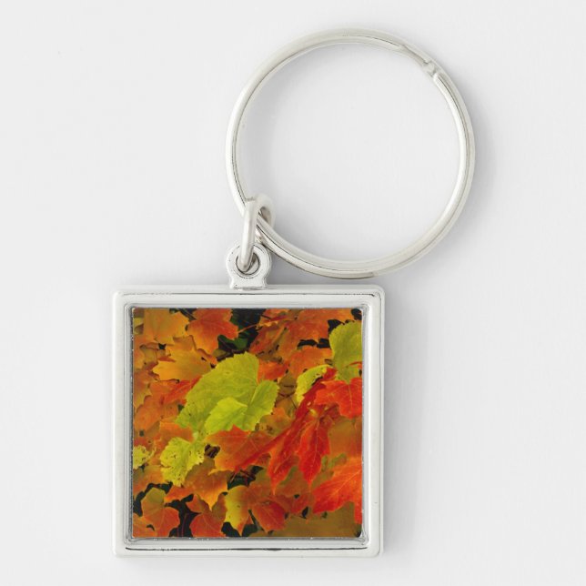 Itasca State Park, Fall Colours Key Ring (Front)
