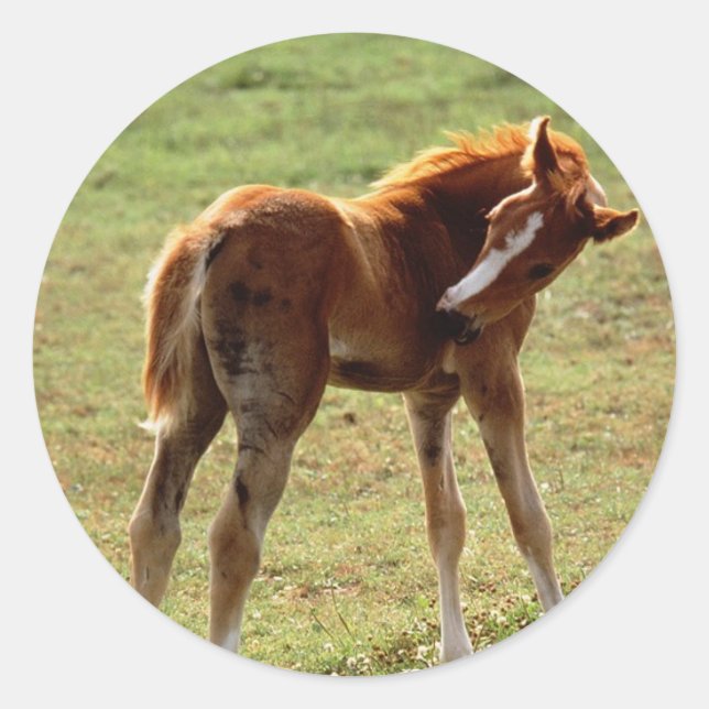 Itchy Foal Classic Round Sticker (Front)