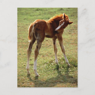 Itchy Foal Postcard