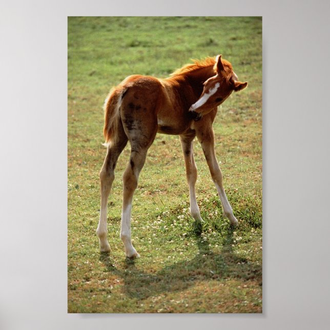 Itchy Foal Poster (Front)