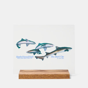 Ito, Chiba, is the most popular shark diving spot Acrylic Sign