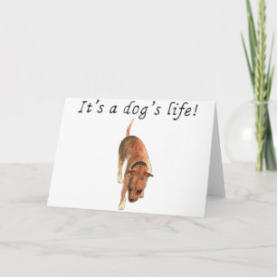 It's a dogs life Cute Staffordshire Bull Terrier Card