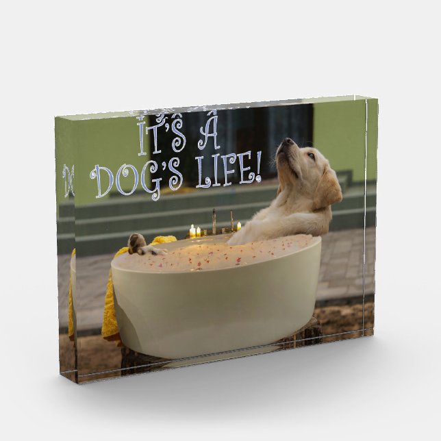 It's a dogs life photo block (Left)