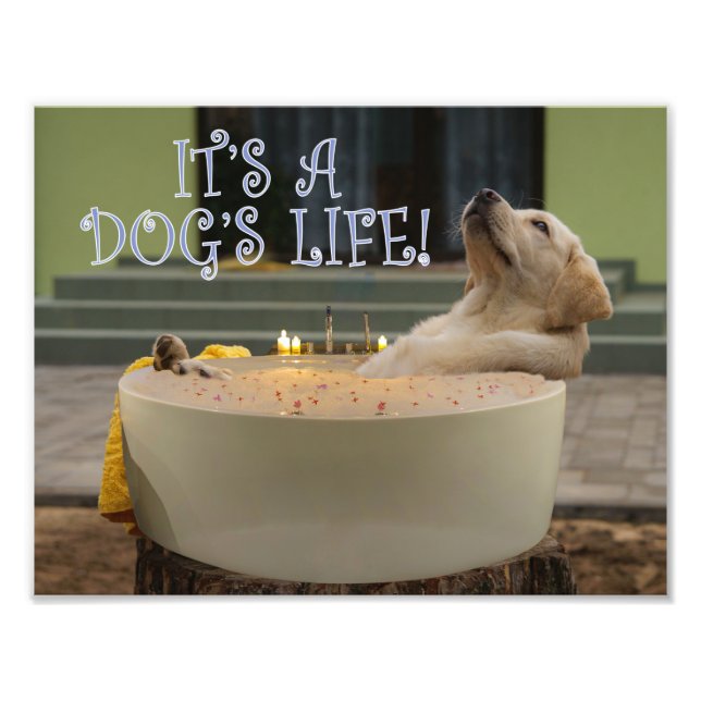 It's a dogs life photo print (Front)