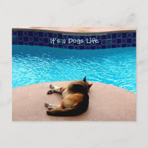 It's a Dogs Life ~ Postcard / Invitations