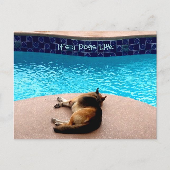 It's a Dogs Life ~ Postcard / Invitations (Front)