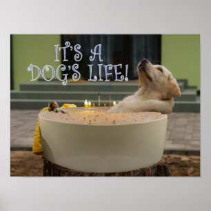 It's a dogs life poster