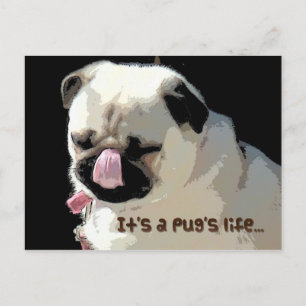 It's a Pug's life... Postcard