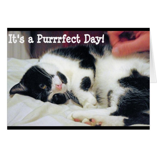 It's a Purrfect Day Card (Front Horizontal)