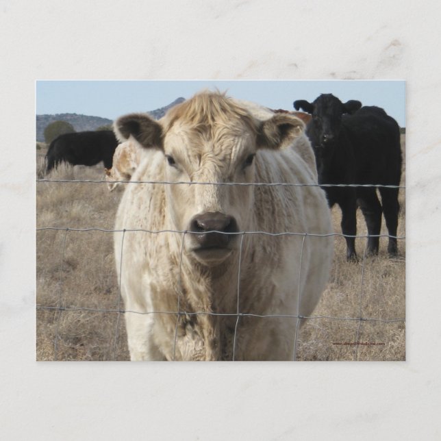 It's a Roundup! Black & White Cow Herd - Charolais Postcard (Front)