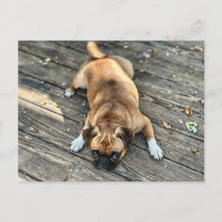 It's A Ruff Life Postcard