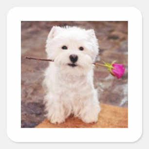 It's A Westie Thing! Square Sticker