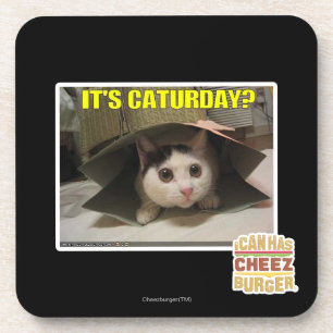 It's Caturday? Coaster