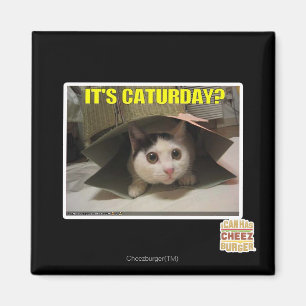 It's Caturday? Magnet