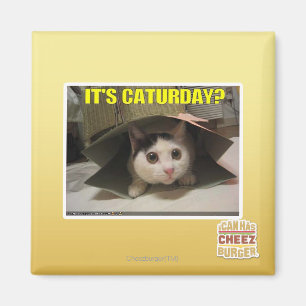 It's Caturday? Magnet