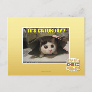 It's Caturday? Postcard