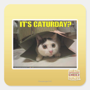 It's Caturday? Square Sticker