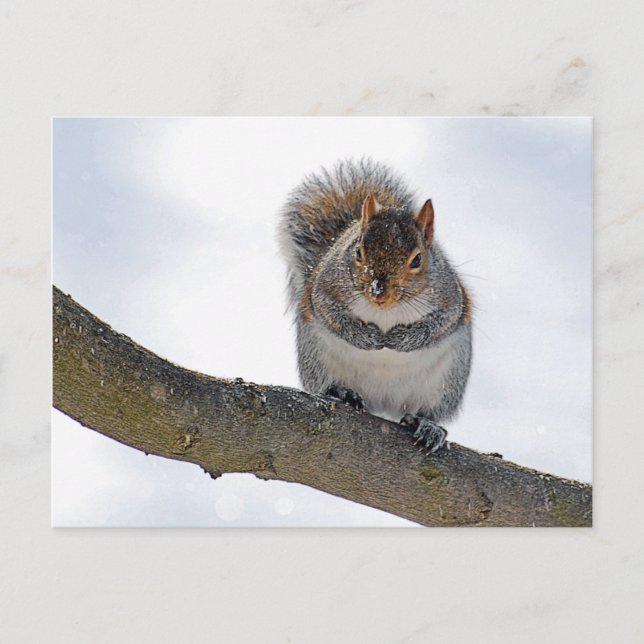 It's Cold Out Here Postcard (Front)