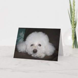 It's going to be okay Dog Card