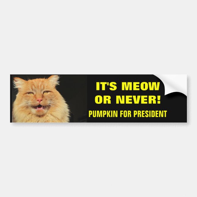 It's Meow or Never! Pumpkin for President Bumper Sticker (Front)