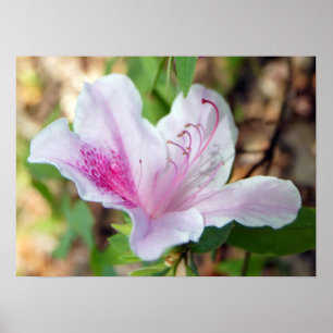 It's Spring! Poster