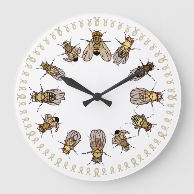 It's Time To Sort Drosophila! Large Clock (Front)
