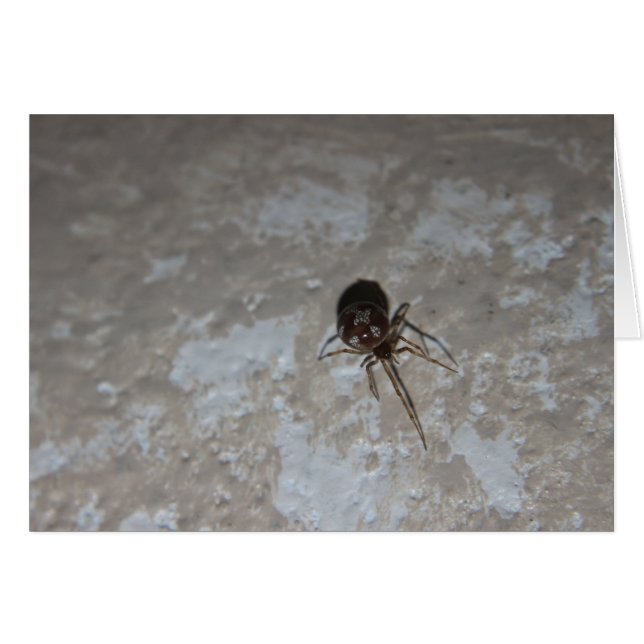 Itsy Bitsy Spider #3 (Front Horizontal)