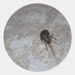 Itsy Bitsy Spider #3 Classic Round Sticker