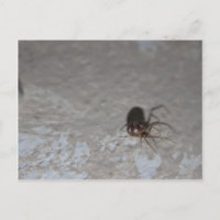 Itsy Bitsy Spider