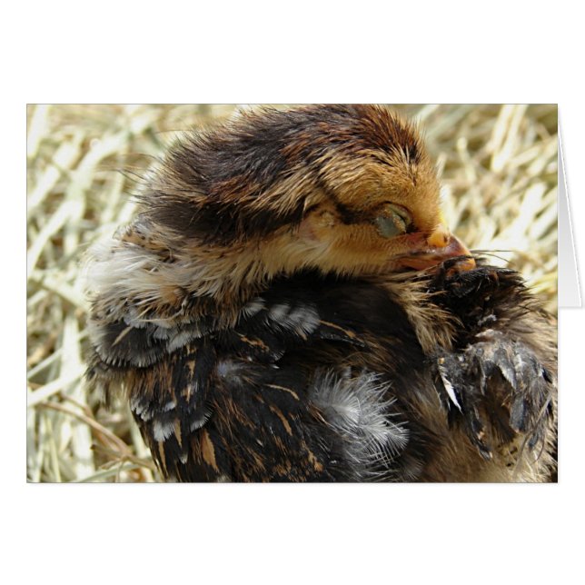 I've Got An Itch (Front Horizontal)