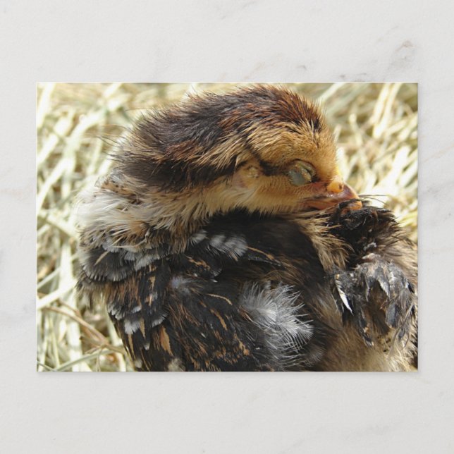 I've Got An Itch Postcard (Front)