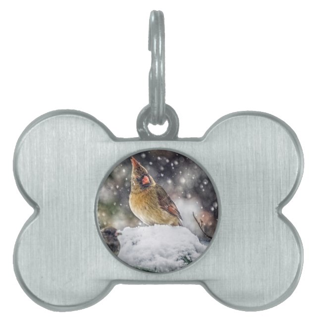 I've Got my Eye on You Pet Tag (Front)