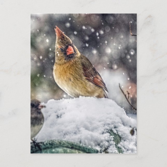 I've Got my Eye on You Postcard (Front)