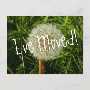 I've moved postcard with Dandelion photograph