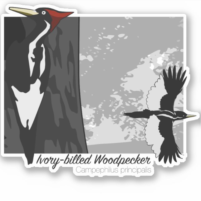 Ivory-billed Woodpecker (Front)