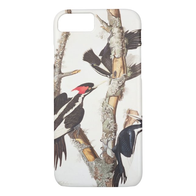 Ivory-billed Woodpecker, 1829, () Case-Mate iPhone Case (Back)