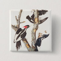 Ivory-billed Woodpecker, 1829, (print)