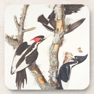 Ivory-billed Woodpecker, 1829, (print) Coaster