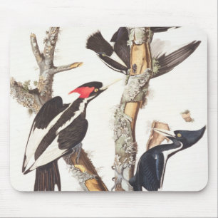 Ivory-billed Woodpecker, 1829, (print) Mouse Mat