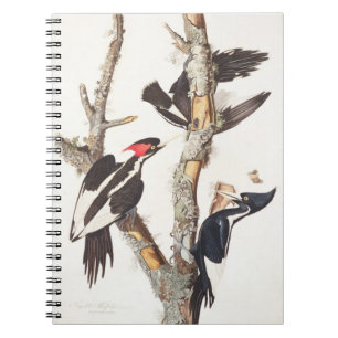 Ivory-billed Woodpecker, 1829, (print) Notebook