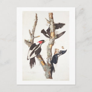 Ivory-billed Woodpecker, 1829, (print) Postcard