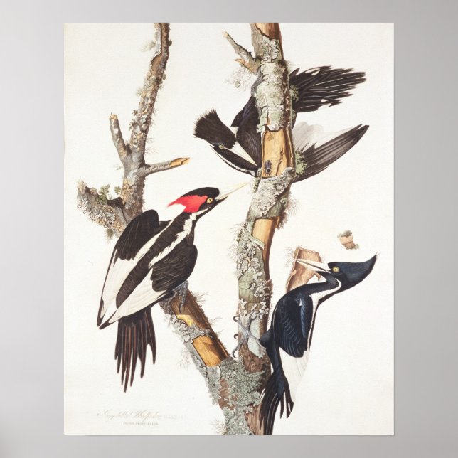 Ivory-billed Woodpecker, 1829, (print) Poster (Front)