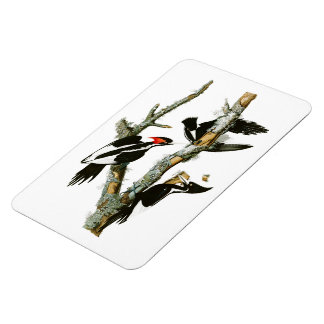 Ivory-billed Woodpecker Audubon Birds of America Magnet