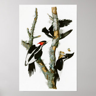 Ivory-billed Woodpecker Audubon Birds of America Poster