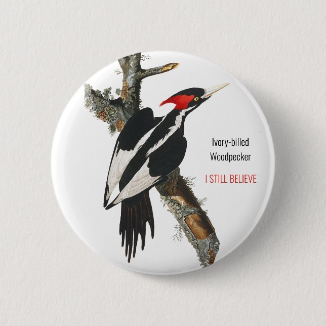 Ivory-billed Woodpecker, Audubon, I Still Believe, 6 Cm Round Badge (Front)